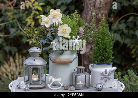 decorazione del giardino di natale con helleborus niger e conifere in vasi di smalto e lanterne d'epoca Foto Stock