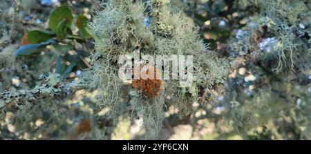 Golden Hair-lichen (Teloschistes flavicans) Foto Stock