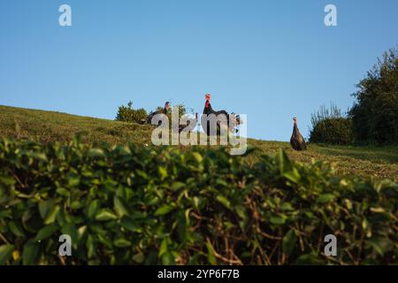 Tacchini selvatici su una piccola collina che si forgia. Tacchino alla ricerca di cibo sulla collina con erba con cielo blu dietro. Fauna selvatica e natura. Foto Stock