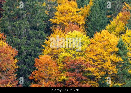 alberi colorati e luminosi della foresta autunnale. Alberi decisi dai colori autunnali arancio e giallo in mezzo agli abeti verdi Foto Stock