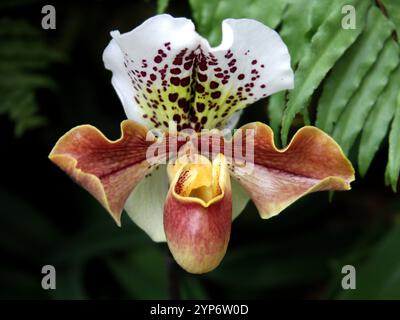 Venere Slipper Orchidea, Paphiopedilum gratrixianum, Orchidaceae. Laos e Vietnam, Asia. SIS. Cypripedium gratrixianum. Foto Stock