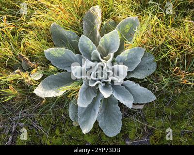 Grande mulleina (Verbascum thapsus), foglie vegetali in autunno, a forma di rossetta, vista dall'alto, Heesen, Germania, Europa Foto Stock