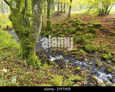 Ruscello collinare, Schwartzbach, massi e alberi ricoperti di muschio, e la foresta circostante in colori autunnali. La riserva naturale della biosfera UNESCO di Rhoen, co Foto Stock