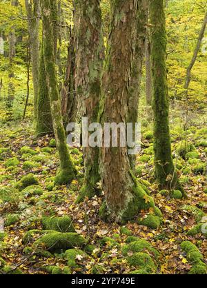 Steli di Sycamore (Acer pseudoplatanus) di colore autunnale, e massi coperti di muschio, nella riserva naturale della biosfera dell'UNESCO di Roen, contea di Baviera, G. Foto Stock