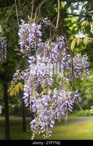 Bellissima fioritura blu di glicine Foto Stock