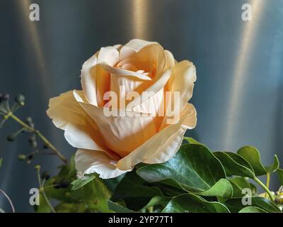 Foto dettagliata di una bellissima rosa in un mazzo di fiori Foto Stock