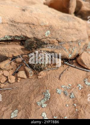 Cactus globulari, cactus al chiaro di luna, cactus delle torce e alleati (Cactoideae) Foto Stock