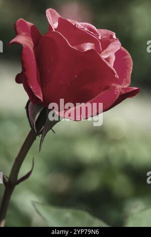Bellissime rose rosse in fiore al sole Foto Stock