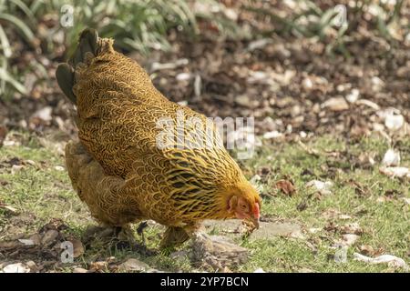 Rooster in movimento in cerca di cibo Foto Stock