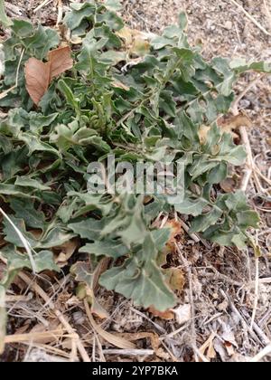 Razzo di Londra (Sisymbrium irio) Foto Stock