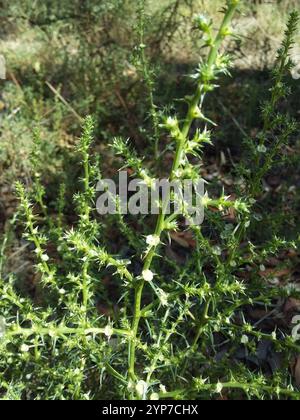 Cardo Russo meridionale (Salsola australis) Foto Stock