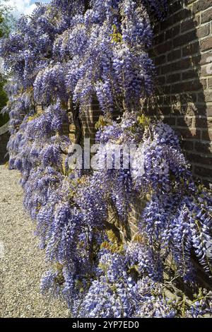 Fiore blu di glicine su un muro di mattoni Foto Stock