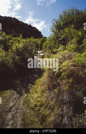 Uno stretto sentiero conduce attraverso una vegetazione lussureggiante, fiancheggiata da pecore, Wanaka, nuova Zelanda, Oceania Foto Stock