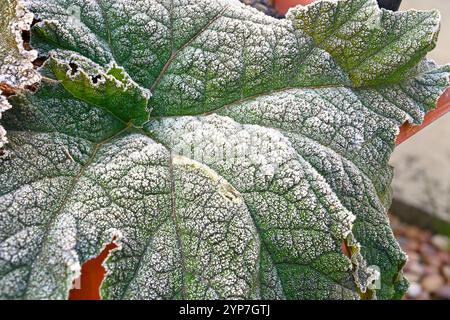 Foglia di Gunnera rivestita di brina Foto Stock