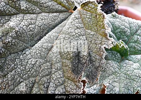 Foglia di Gunnera rivestita di brina Foto Stock