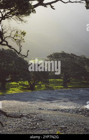 Costa alla luce del sole, gli alberi gettano ombre sulla scogliera rocciosa, Coromandel, nuova Zelanda, Oceania Foto Stock