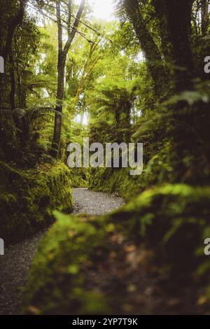 Un sentiero escursionistico coperto di muschio attraverso una fitta foresta verde, costa occidentale, nuova Zelanda, Oceania Foto Stock