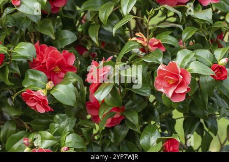 Pianta di fiori camelia in primavera Foto Stock