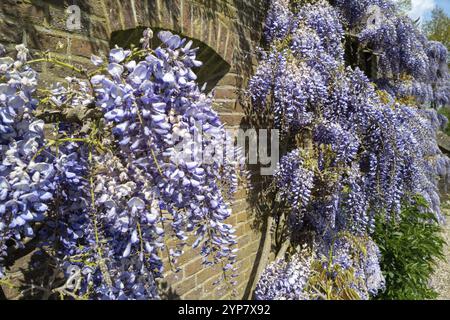 Fiore blu di glicine su un muro di mattoni Foto Stock