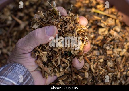 Mano di un uomo bianco che regge una manciata di foglie e ramoscelli schiacciati. Pacciamatura, pacciamatura, fertilizzante organico. Foto Stock