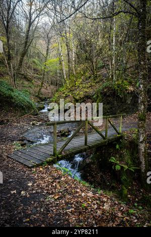 Ponte di legno che attraversa un ruscello nella foresta autunnale Foto Stock