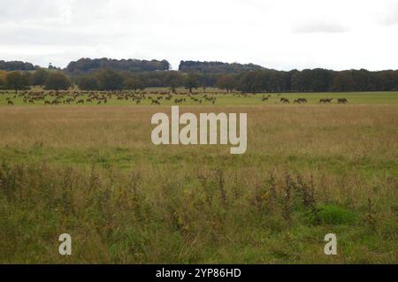 Pascolo di cervi nel Windsor Great Park - con colori autunnali Foto Stock