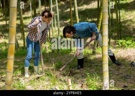 Coppia che scava colpi di bambù Foto Stock