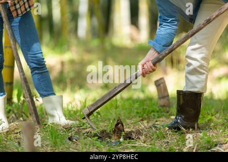 Coppia che scava colpi di bambù Foto Stock