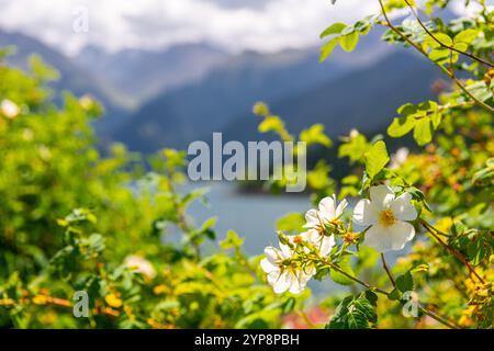 Lago Tianshan Heavenly (Tianshan Tianchi) ai piedi del Monte Bogda dietro i fiori in fiore. Presa a Urumqi, Xinjiang, Cina. Foto Stock