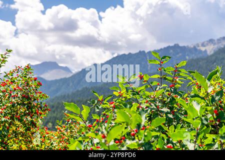 Amur caprifoglio e monti Tianshan sullo sfondo intorno a Tianchi o lago celeste nello Xinjiang, Cina Foto Stock