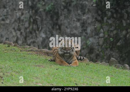 un sumatrantiger che giace nell'erba mentre osserva l'ambiente circostante Foto Stock