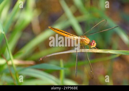 Una libellula dorata appollaiata su un'erba. Fotografato nella parte occidentale di Singapore. Foto Stock