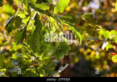 Ramo di quercia con foglie verdi e ghiande. Quercia in autunno. Sfondo sfocato delle foglie Foto Stock