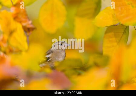 Fagioli comuni Fringilla coelebs, femmina adulta arroccata tra faggio comune Fagus sylvatica, foglie di colore autunnale, Suffolk, Inghilterra, novembre Foto Stock