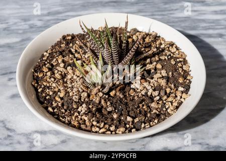 Pianta succulenta a base di haworthia variegata con offset in una pentola di ceramica Foto Stock