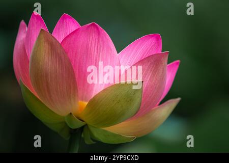 Vacratot, Ungheria - il bellissimo Loto Sacro rosa, il Loto Indiano (Nelumbo Nucifera) o semplicemente il Giglio d'acqua è una delle due specie esistenti di piante acquatiche Foto Stock
