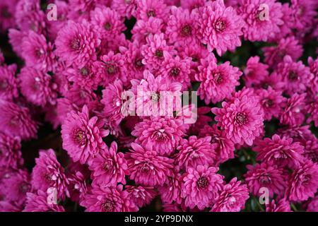 fiori di crisantemo rosa sullo sfondo dell'autunno Foto Stock
