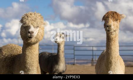Un gruppo di alpaca in una fattoria nel nord della California. Foto Stock