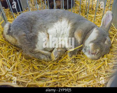 Coniglio Rex grigio-blu slovacco all'esposizione nazionale degli animali da allevamento 2024 a Lysa nad Labem, regione centrale della Boemia, Repubblica Ceca Foto Stock