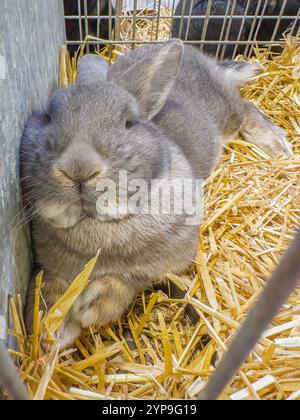 Vienna Blue-Grey Rabbit alla mostra nazionale di allevamento animali da allevamento 2024 a Lysa nad Labem, regione centrale della Boemia, Repubblica ceca, Foto Stock