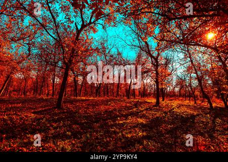 Vibrante foresta autunnale illuminata dalla calda luce del sole. Alberi con fogliame rosso e arancio ardente gettano lunghe ombre sul terreno erboso della foresta sotto un ruscello Foto Stock