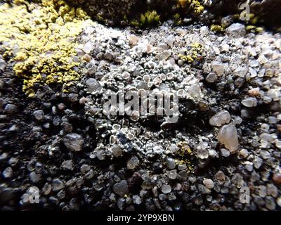 Orlo mortaio Lichen (Myriolecis dispersa) Foto Stock