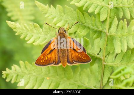 Large Skipper Butterfly, Ochlodes sylvanus, single adult resting on feln frond, Upton, Norfolk, Regno Unito, 20 giugno 2009 Foto Stock