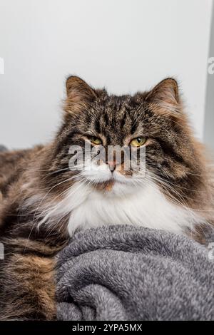 Primo piano di un gatto dai capelli lunghi con un'espressione rilassata Foto Stock