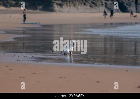 Piccolo cane seduto su una spiaggia sabbiosa in portogallo con un'espressione tranquilla Foto Stock
