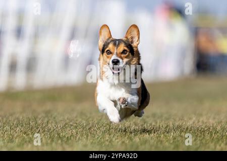 Pembroke Welsh Corgi Lure Course Sprint Dog Sport Foto Stock