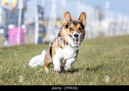 Pembroke Welsh Corgi Lure Course Sprint Dog Sport Foto Stock