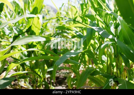 Primo piano di vivaci piante verdi di mais sotto la luce del sole Foto Stock