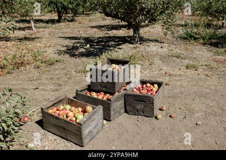 Casse di legno ripiene di mele appena raccolte in frutteto. Foto Stock