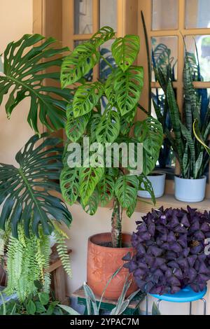 Maschera per scimmia Monstera o obliqua o Adansonii in una pentola di terracotta su un tavolo di legno Foto Stock